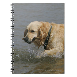 Golden retriever im Wasser Notizblock