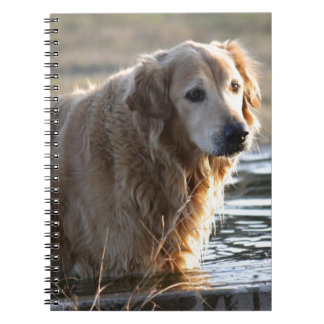 Golden retriever im Wasser Notizblock