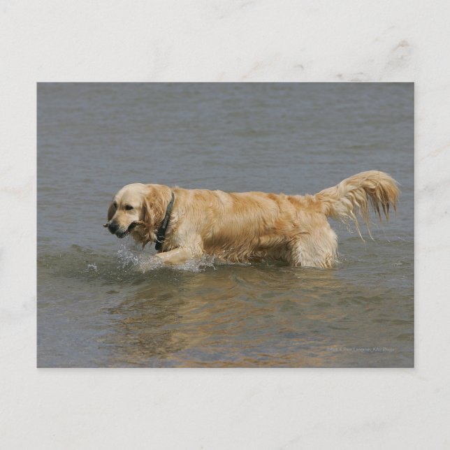 Golden retriever im Wasser Postkarte (Vorderseite)