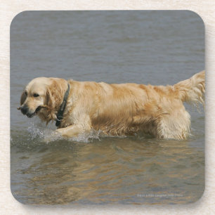 Golden retriever im Wasser Untersetzer