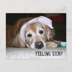 Golden Retriever in Bandages wird bald gut Postkarte