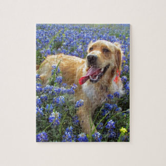 Golden retriever in den blauen Mützen Puzzle