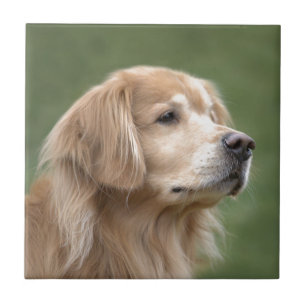 Golden retriever in der Nahaufnahme Fliese