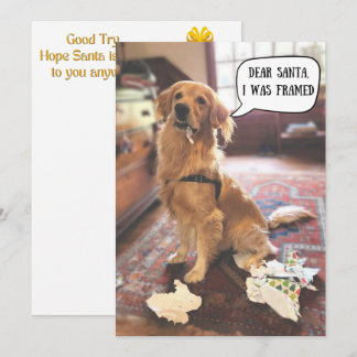 Golden Retriever in Schwierigkeiten mit Weihnachts
