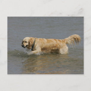 Golden Retriever in Water Postkarte
