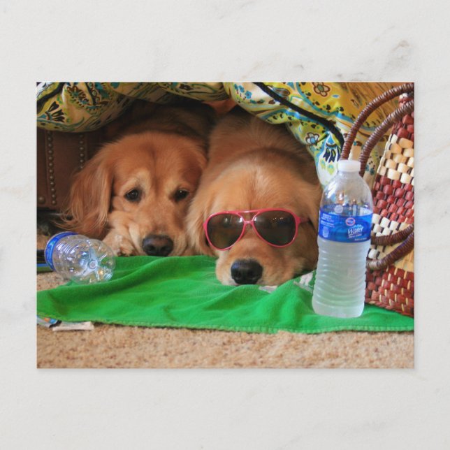 Golden Retriever Indoor Picnic Postcard Postkarte (Vorderseite)