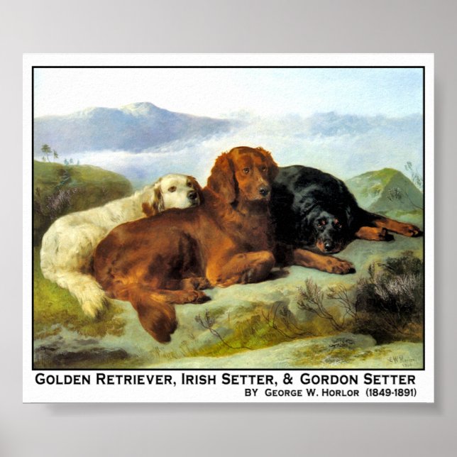 Golden Retriever, Irish Setter & Gordon Setter Poster (Vorne)