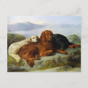 Golden Retriever, Irish und Gordon Setter Postcard Postkarte