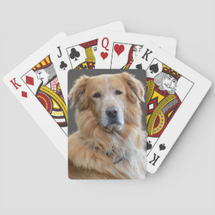 Golden Retriever isolierter Hund Spielkarten