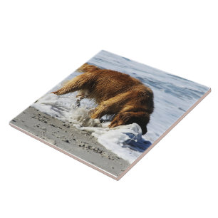 Golden retriever JEDER HALT! Ich verlor meinen Fliese