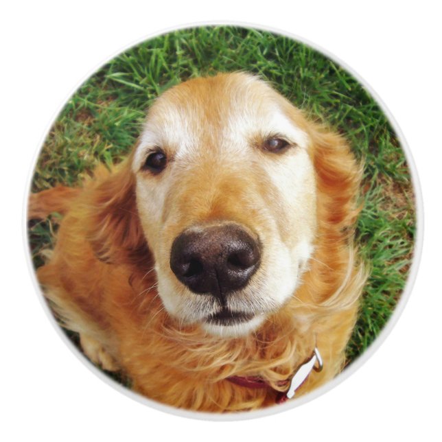 Golden Retriever Keramikknauf (Vorderseite)