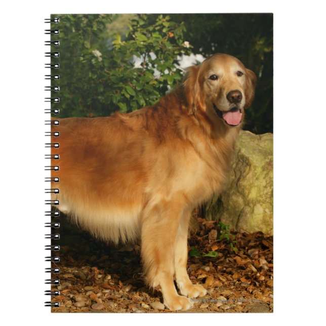 Golden retriever-Keuchen Notizblock (Vorderseite)