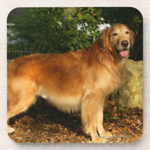 Golden retriever-Keuchen Untersetzer