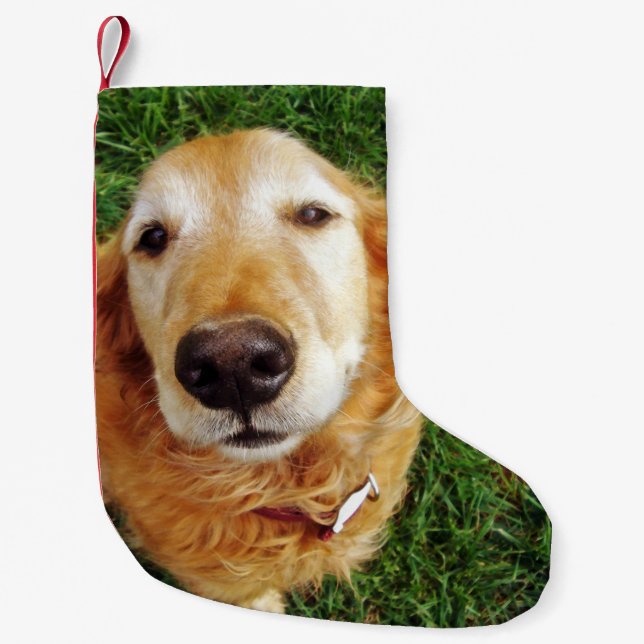 Golden Retriever Kleiner Weihnachtsstrumpf (Vorderseite)