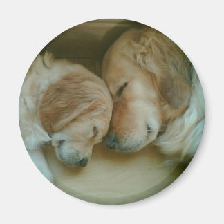Golden Retriever Kühlschrankmagnet Magnet