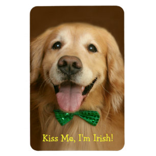 Golden retriever küssen mich St. Pattys der Magnet