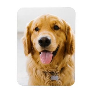 Golden Retriever Lächeln Magnet