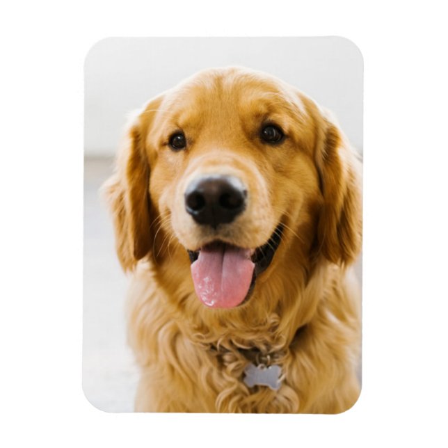 Golden Retriever Lächeln Magnet (Vertikal)
