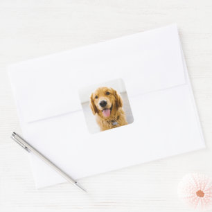 Golden Retriever Lächeln Quadratischer Aufkleber