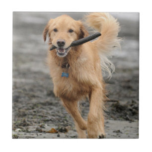 Golden Retriever läuft mit Stock im Maul Fliese