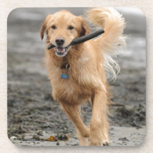 Golden Retriever läuft mit Stock im Maul Getränkeuntersetzer