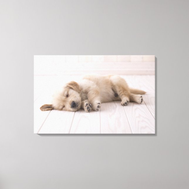 Golden Retriever Leinwanddruck (Vorderseite)