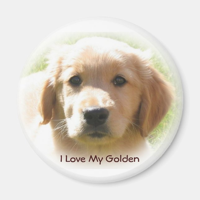 Golden Retriever Liebe Magnet (Vorne)