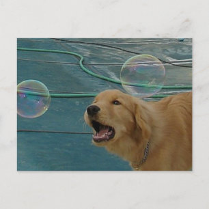 Golden Retriever Liebe Postkarte