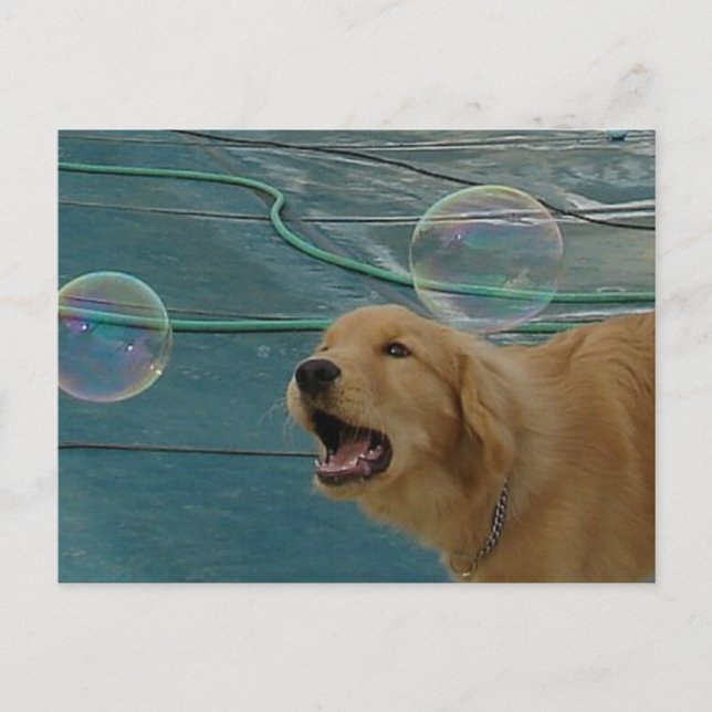 Golden Retriever Liebe Postkarte (Vorderseite)