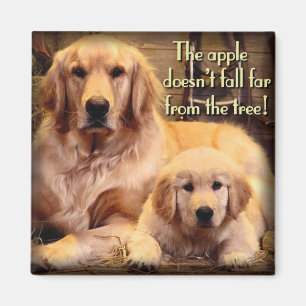 Golden retriever-Magnet Magnet