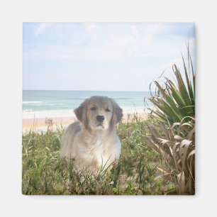 Golden Retriever Magnet Purfant Puppy