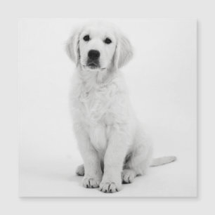 Golden Retriever Magnetkarte