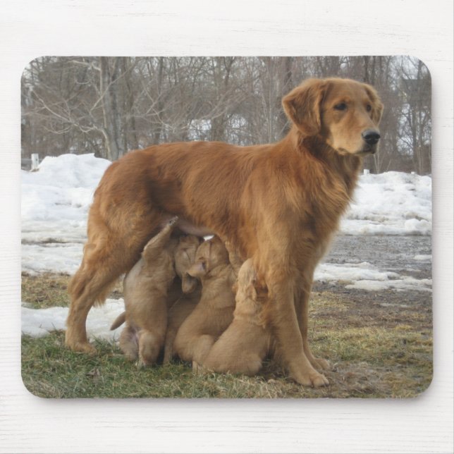 Golden retriever Maia und Welpen Mousepad (Vorne)