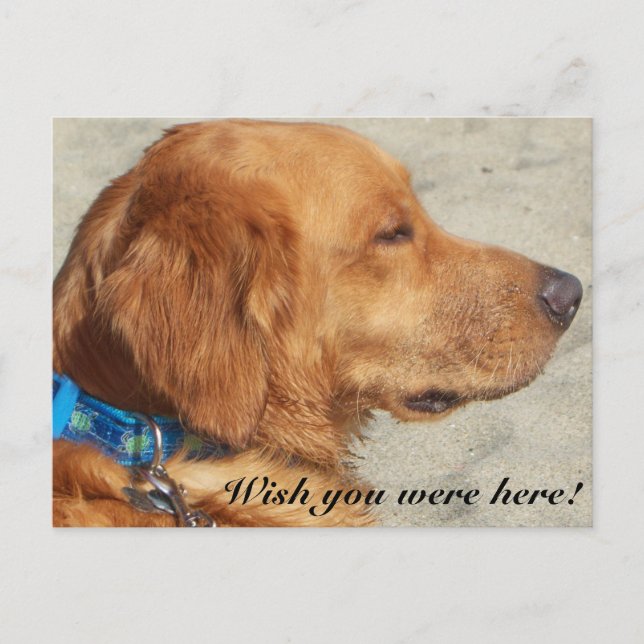 Golden Retriever Miss You Postcard Postkarte (Vorderseite)