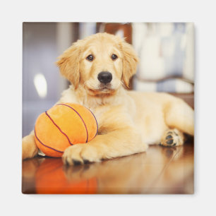 Golden Retriever mit Basketballspielzeug Magnet