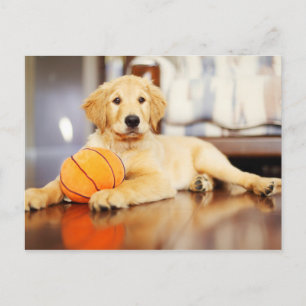 Golden Retriever mit Basketballspielzeug Postkarte