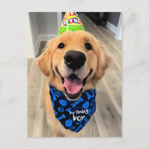 Golden Retriever mit Birthday Hat und Bandana Postkarte