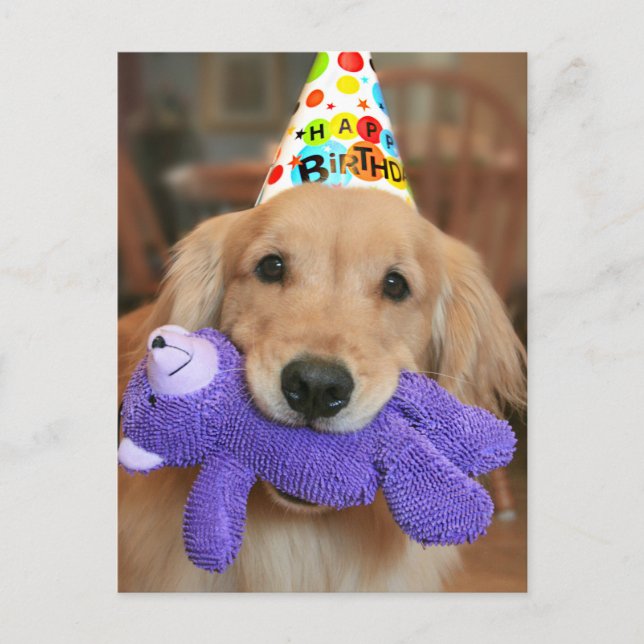 Golden Retriever mit Happy Birthday Hut und Spielz Postkarte (Vorderseite)