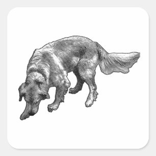 Golden Retriever mit lustigem Gesichtsausdruck Quadratischer Aufkleber
