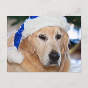 Golden retriever mit Sankt Hut im Weihnachten