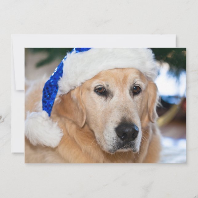 Golden retriever mit Sankt Hut im Weihnachten (Vorderseite)