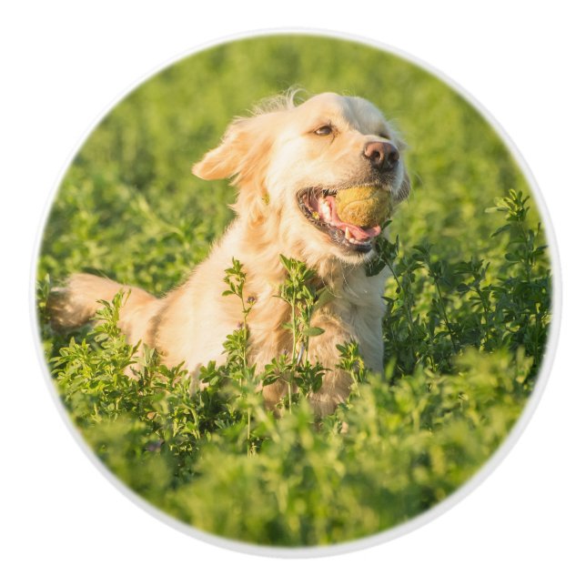 Golden Retriever mit Tennis Ball Keramik Knock Keramikknauf (Vorderseite)