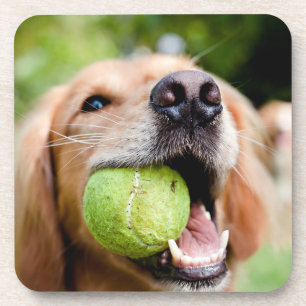 Golden Retriever mit Tennisball Getränkeuntersetzer
