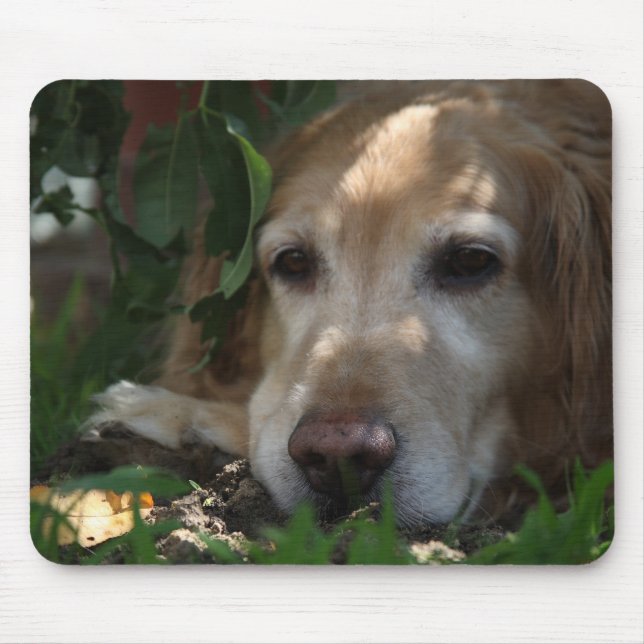 Golden retriever mousepad (Vorne)