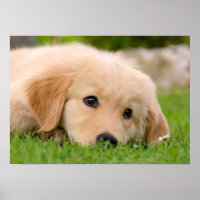 Golden Retriever Niedliche Welpe Dream, Pet Foto