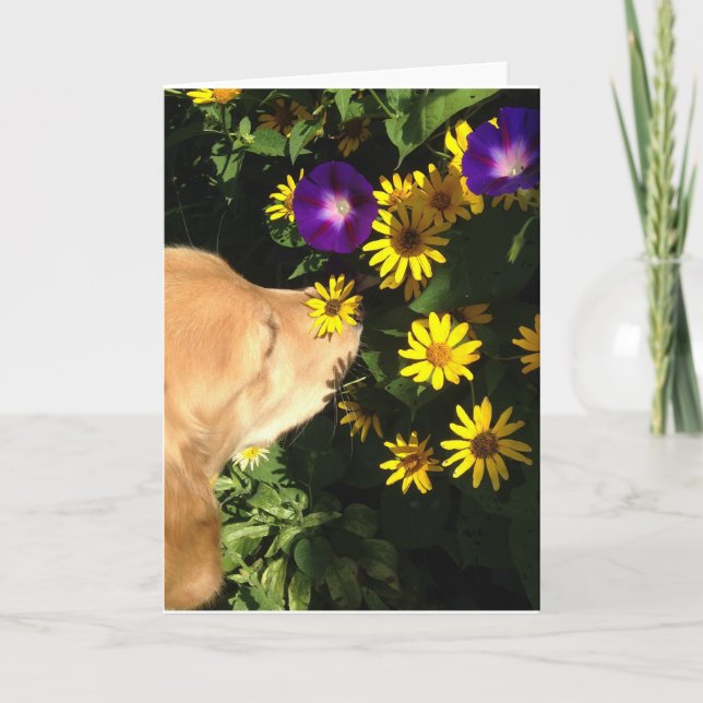 Golden retriever nimmt Zeit, die Blumen zu riechen Dankeskarte (Vorderseite)