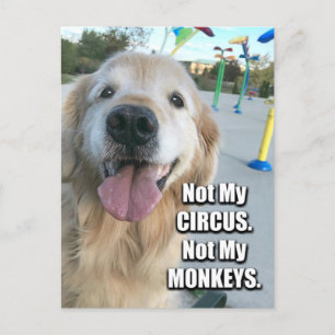 Golden Retriever Not My Circus polnischen Sprichwo Postkarte
