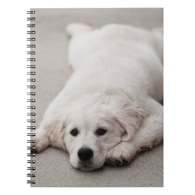 Golden retriever-Notizblock Notizblock (Vorderseite)