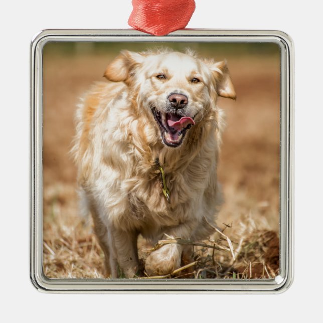 Golden Retriever Ornament Aus Metall (Vorne)