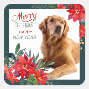 Golden Retriever Poinsettia Bouquet Weihnachten Quadratischer Aufkleber